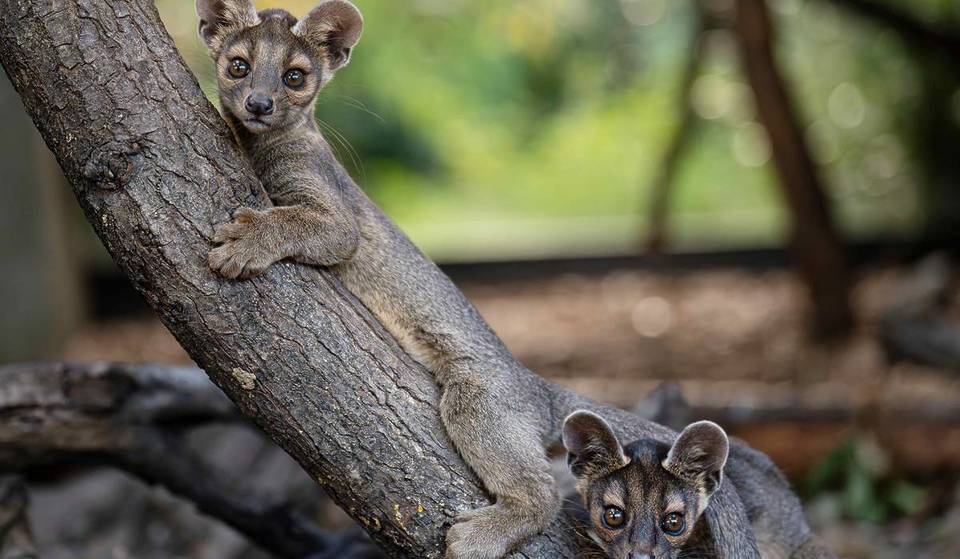 Chester Zoo Has Welcomed Four Rare And Adorable Fossa Pups – And They Are The First Of Their Kind To Be Born In The UK This Year