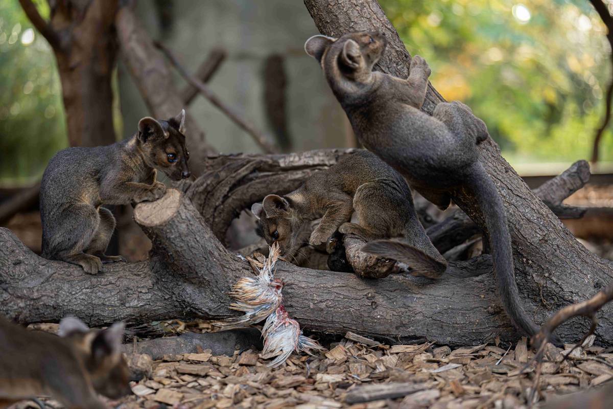 three of four fossa pups playing around tree stump at chester zoo