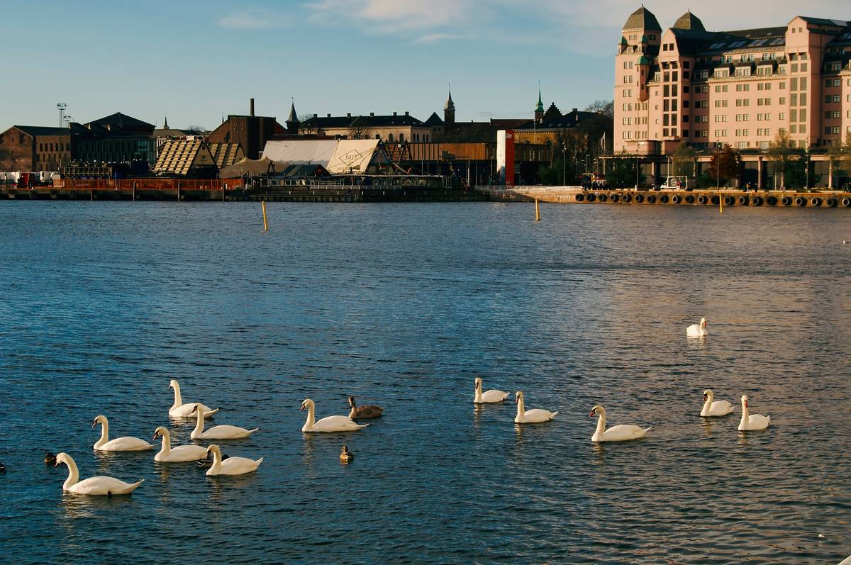 oslo fjord norway swans city breaks family