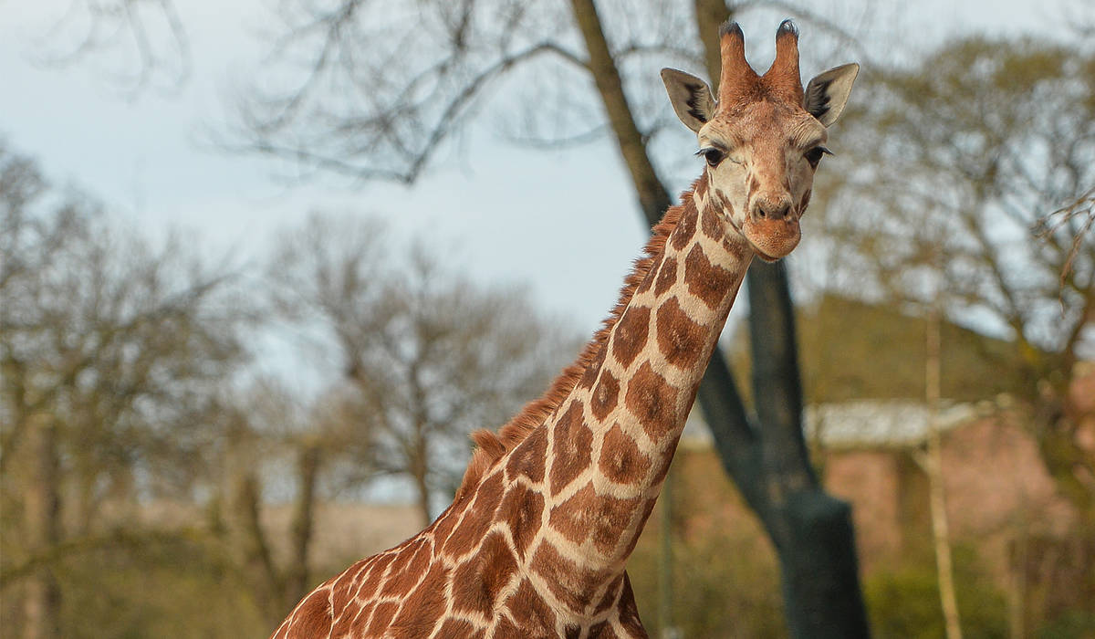 chester zoo giraffe keeper job
