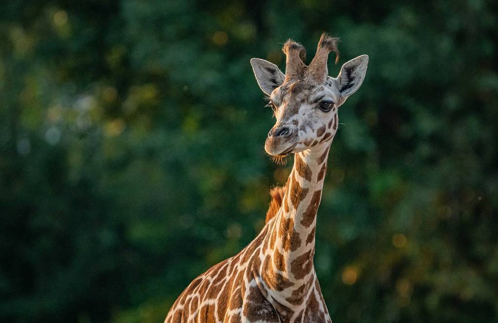giraffe chester zoo