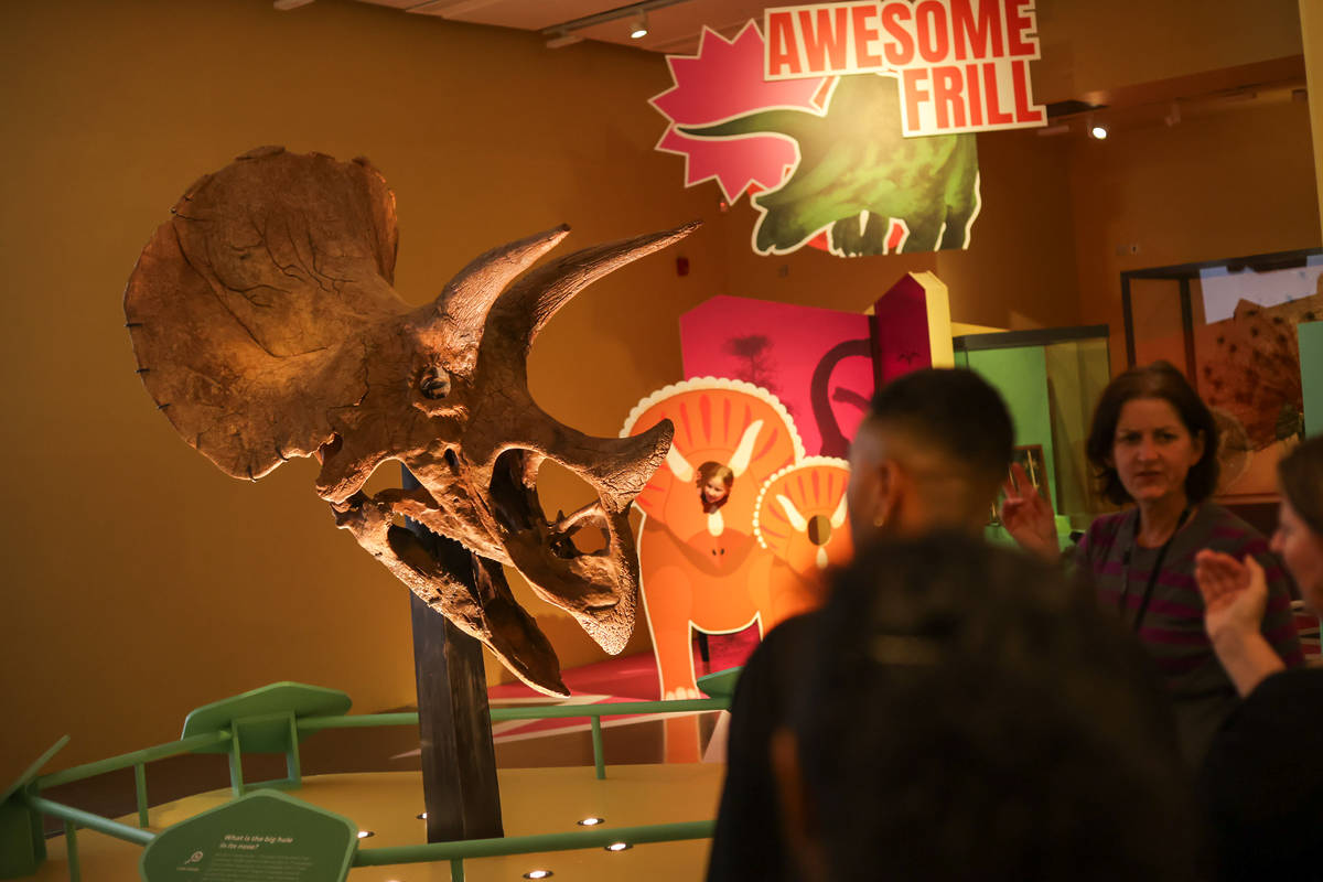 people looking at triceratops skull at manchester museum exhibition