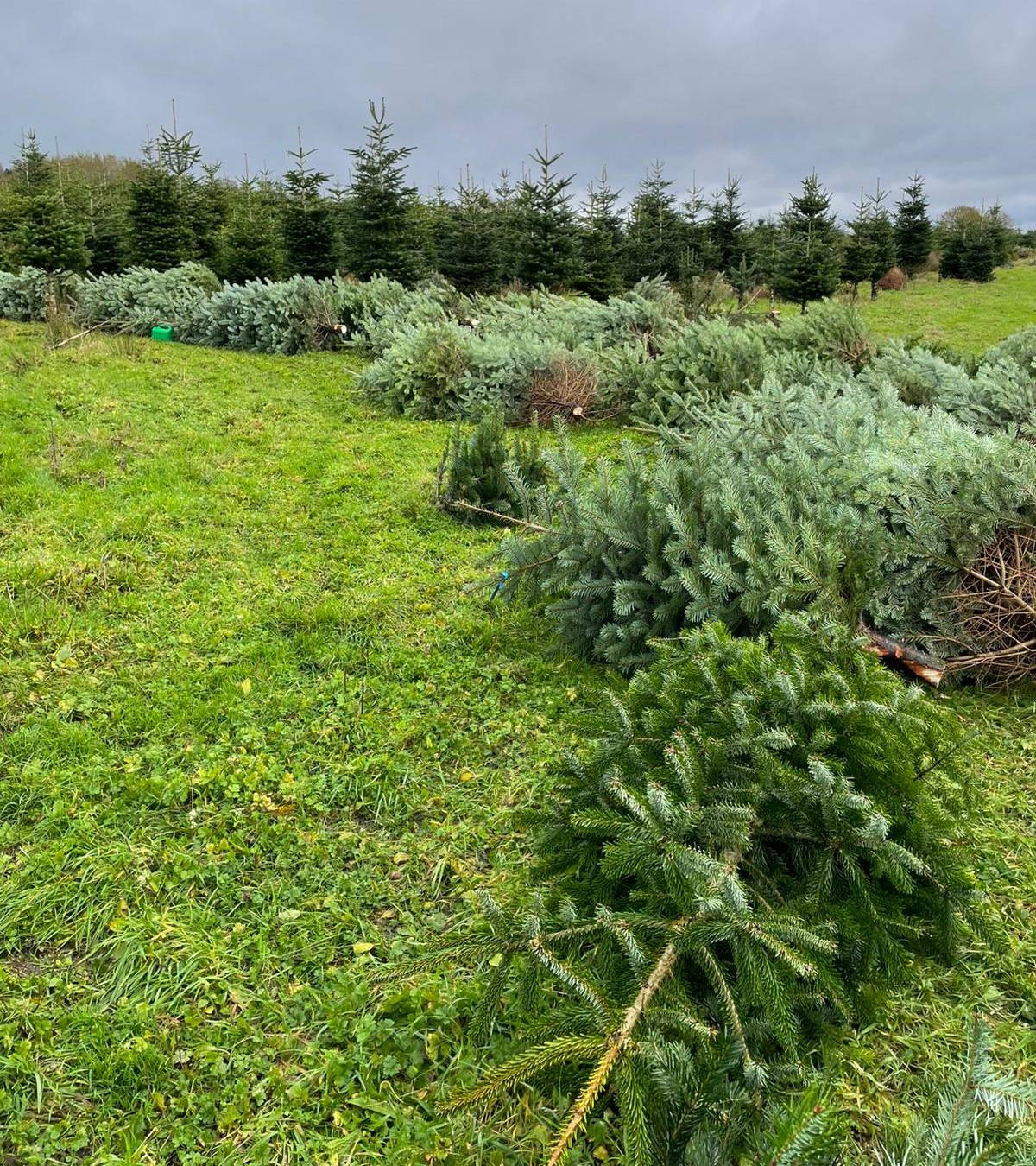 pennine christmas trees forest
