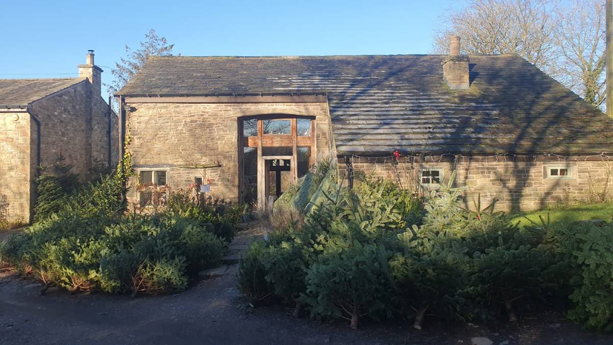 pennine christmas trees horwich greater manchester