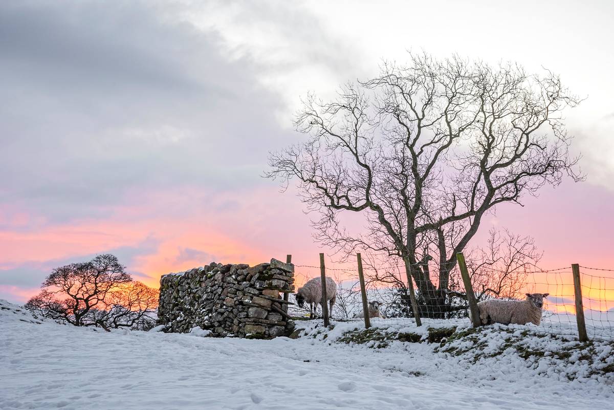 sedbergh hill sheep wall in winter snow