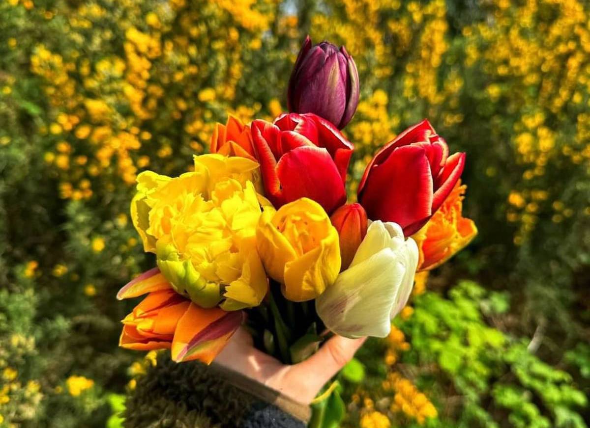 benty farm tearooms tulips