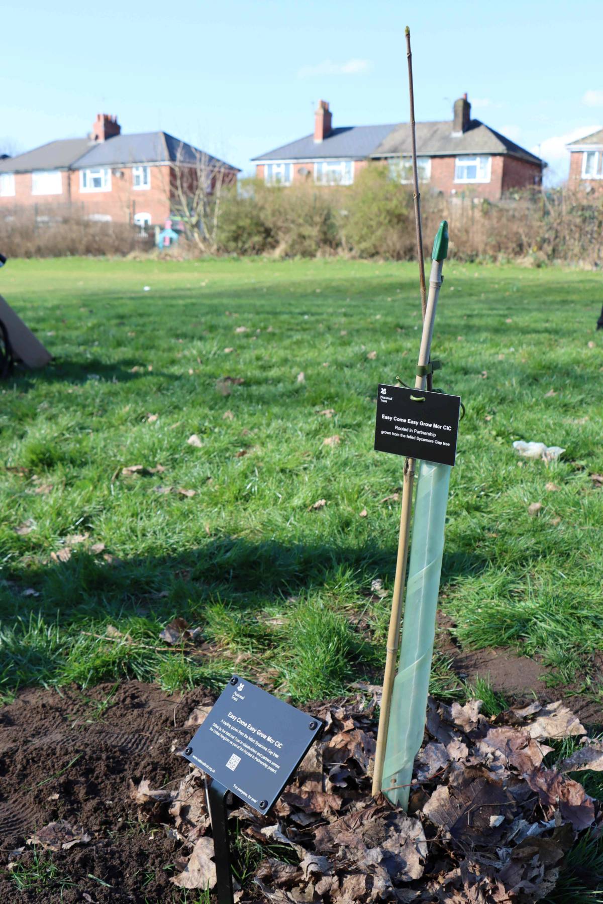 Sycamore Gap sapling has just been planted at Newton Heath, Manchester