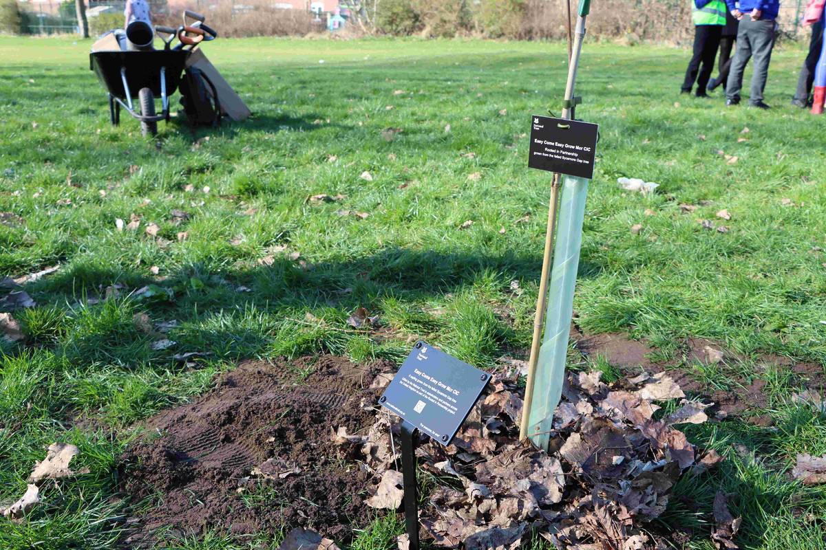 Sycamore Gap sapling planted at Newton Heath , Manchester