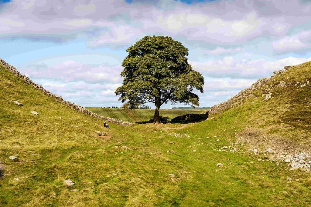 sycamore gap tree at hadrian's wall, northumberland, north east england