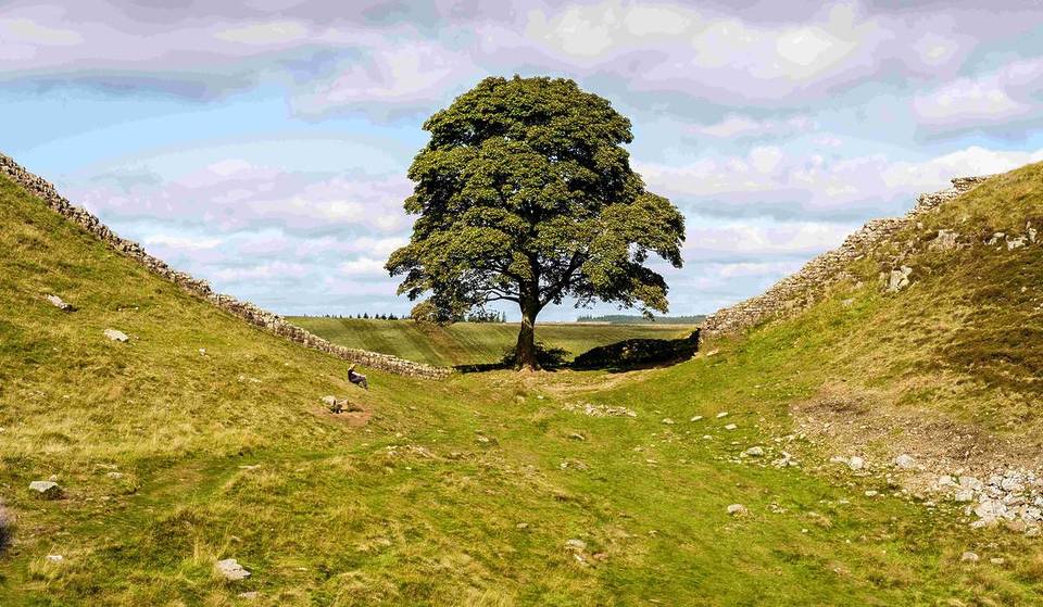 A sapling from the iconic Sycamore Gap tree has just been planted in this Manchester neighbourhood – here’s where to find it