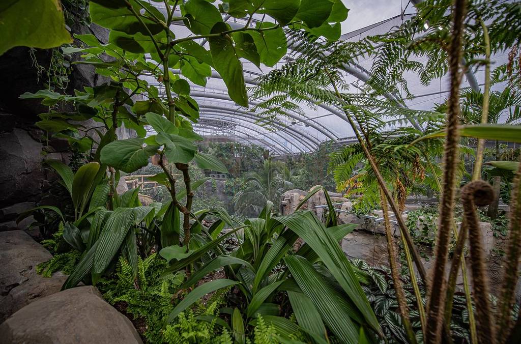 monsoon forest chester zoo