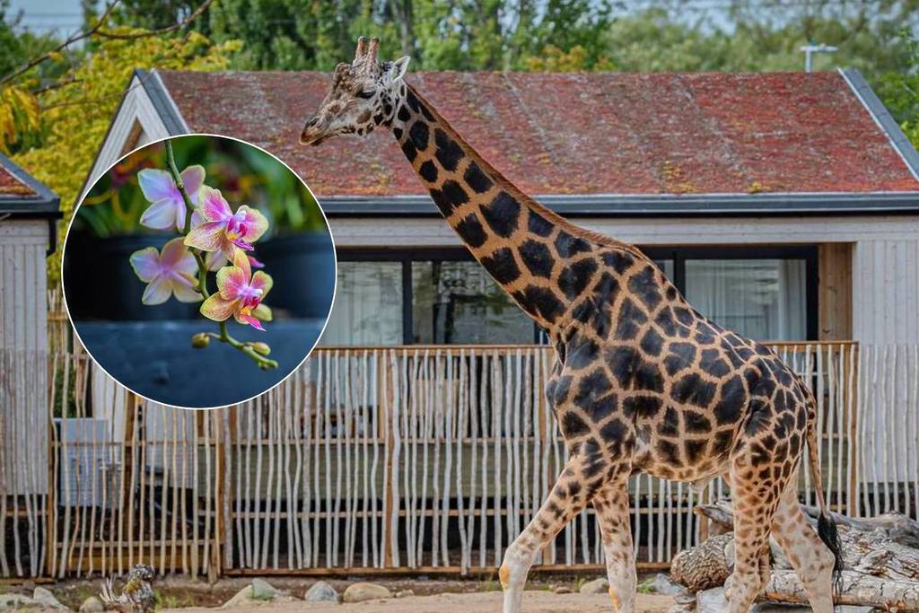 giraffe flower chester zoo new attraction show garden