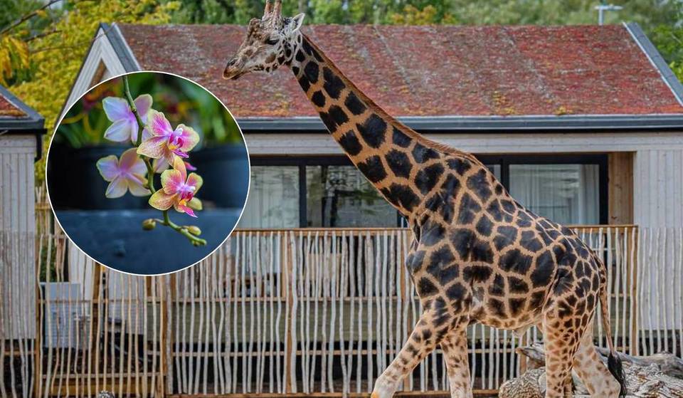 Chester Zoo is getting a blooming lovely new permanent attraction this autumn – and it will “help to educate and inspire visitors about plant conservation”