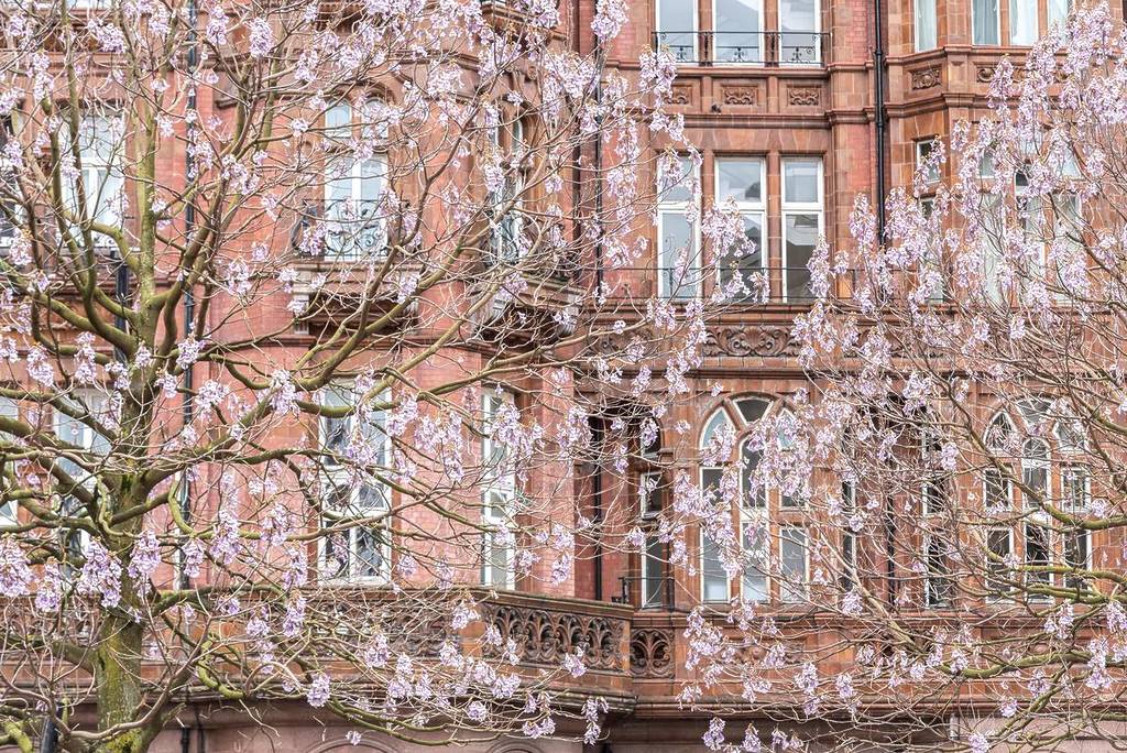 bloomtown festival manchester cherry blossom