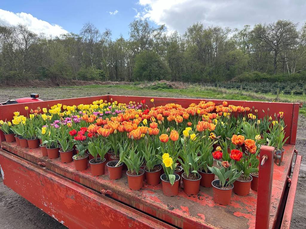 pots of tulips in rows on tractor trailer
