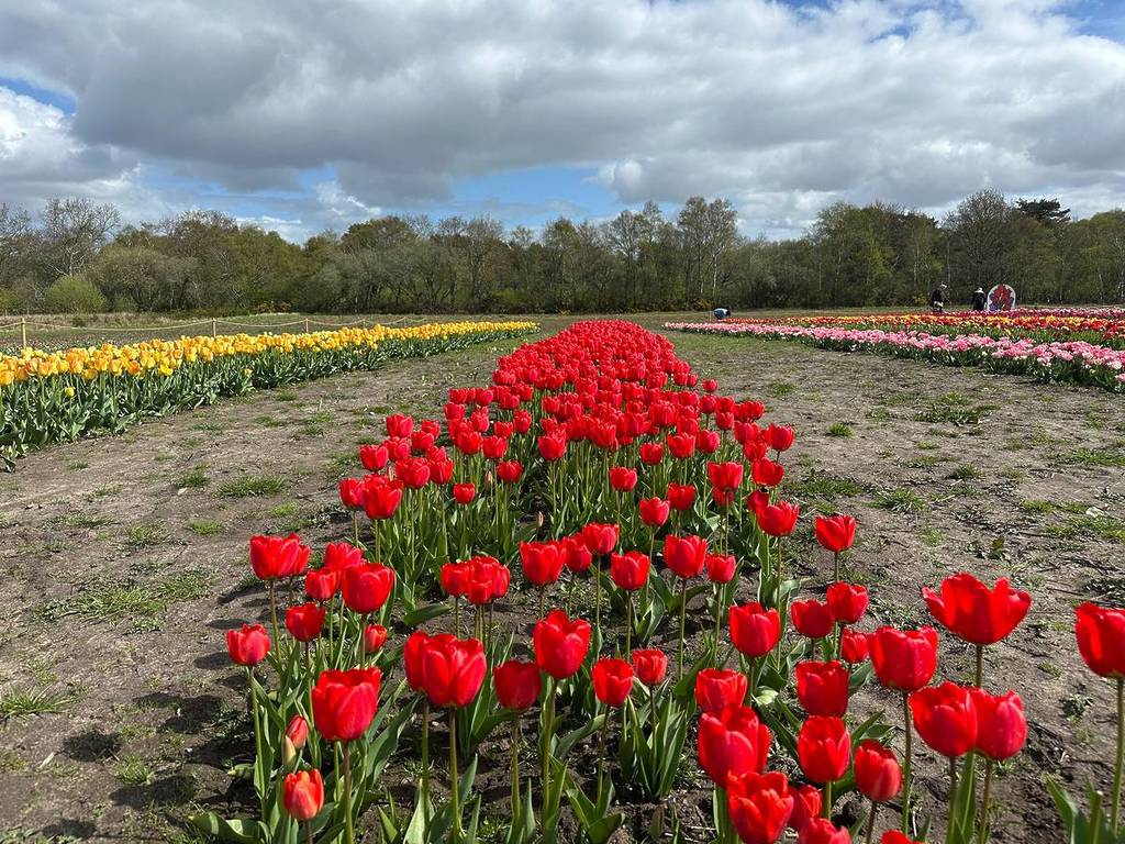 rows of tulips in field at benty farm