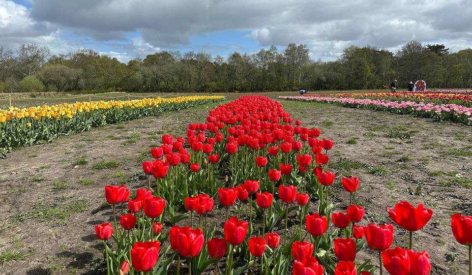 This hidden farm just over 1 hour from Manchester has a secret woodland tearoom & over 20 varieties of spring tulips to pick yourself – and it’s the most wholesome day out