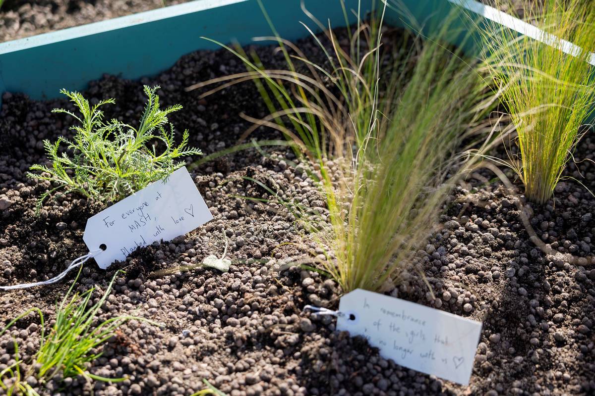 selection of plants