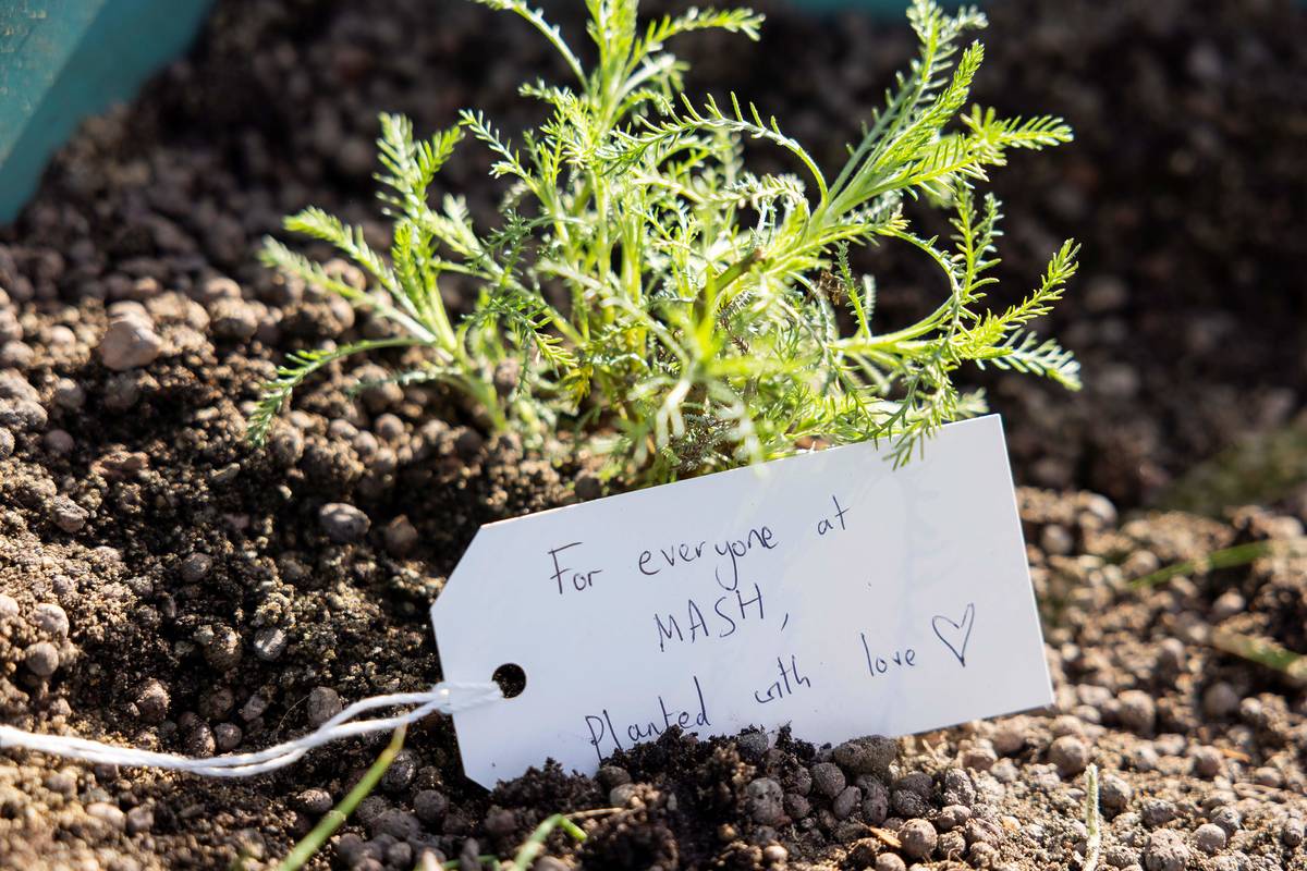 plant with tag saying to everyone at MASH