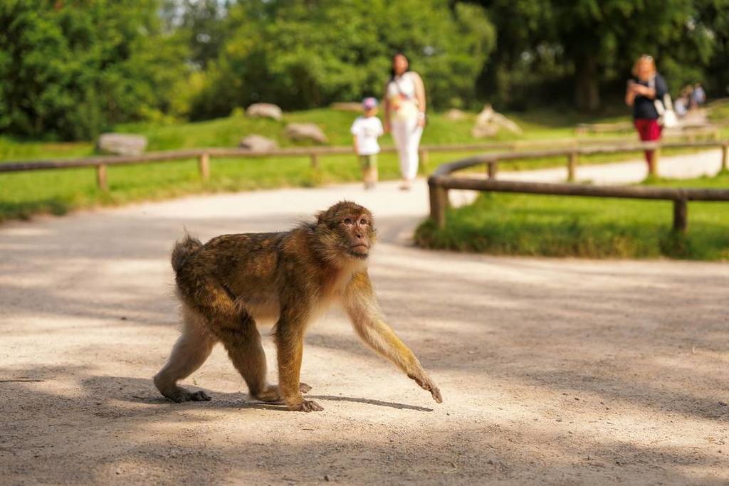 There are only 8,000 of these endangered animals left in the wild – and this monkey forest near Manchester just unlocked the secret to saving them 