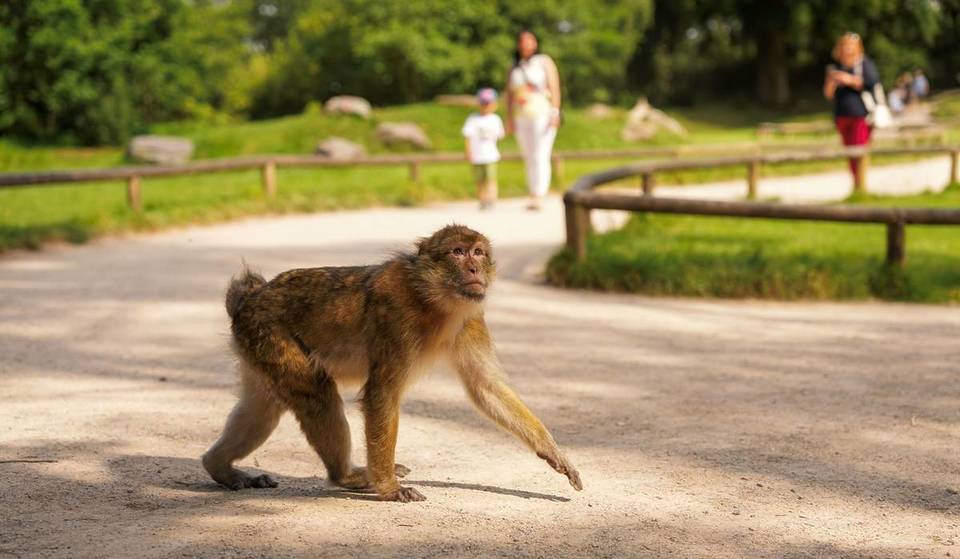 There are only 8,000 of these endangered animals left in the wild – and this monkey forest near Manchester just unlocked the secret to saving them 