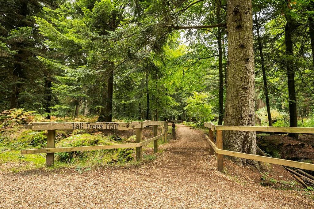 tall trees trail new forest beginner walks