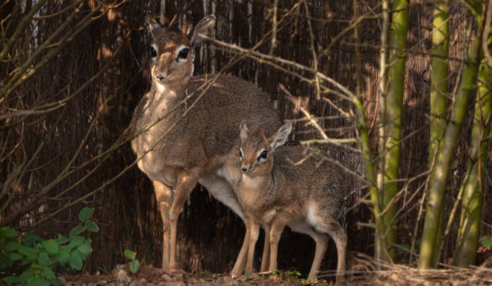 Chester Zoo welcomed world’s smallest baby antelope – and it’s “barely taller than a tin of baked beans”