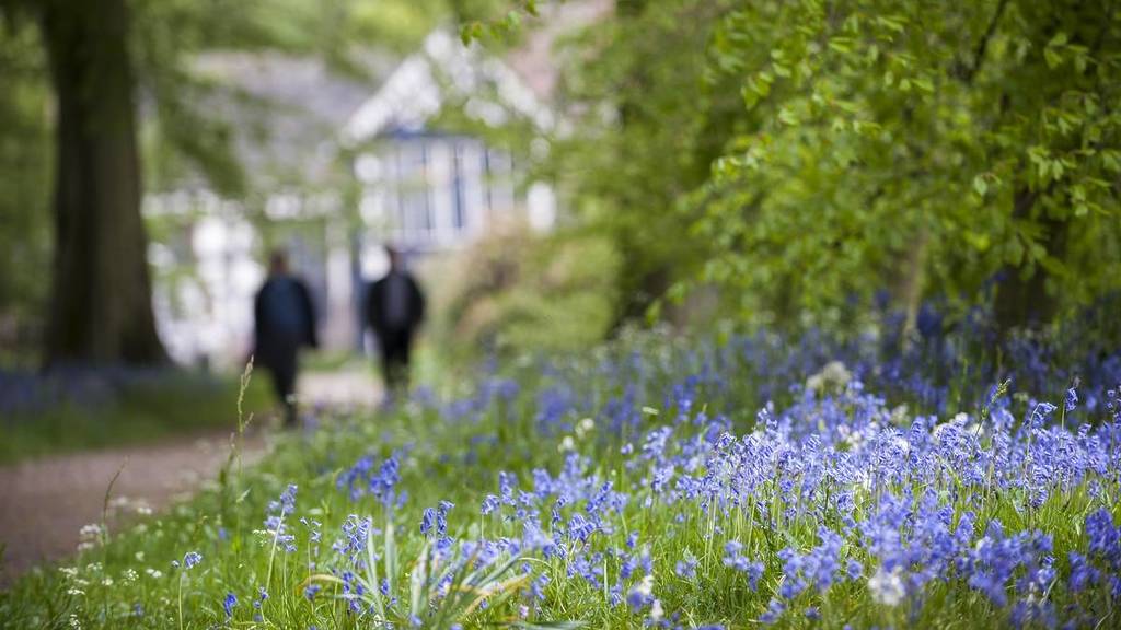 national trust rufford old hall bluebells