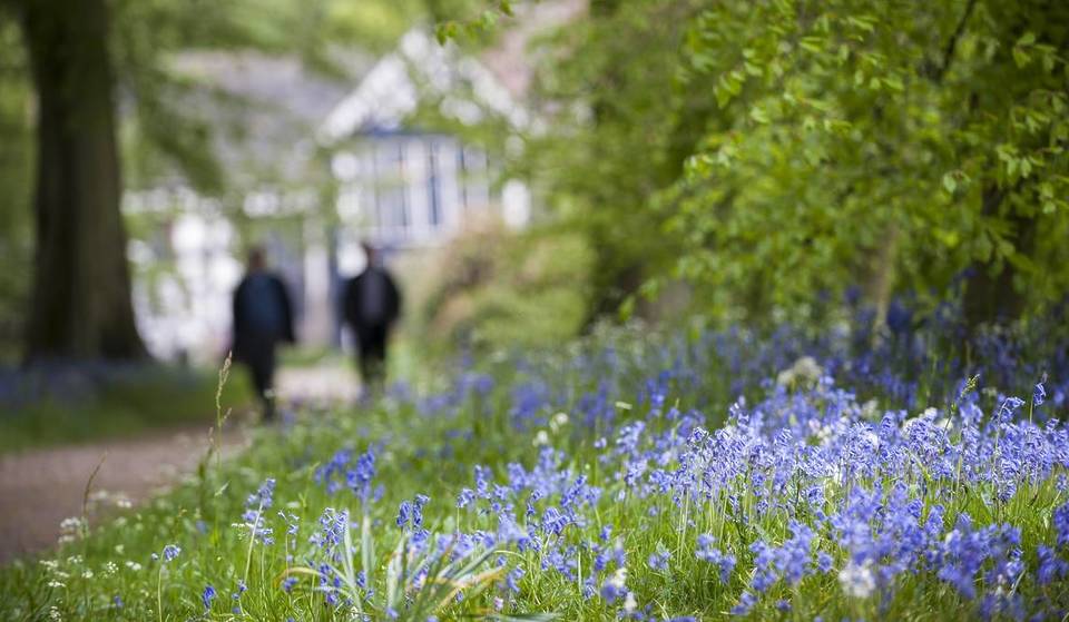 You can wander through magical carpets of wild bluebells at this 16th-century manor house under 1 hour from Manchester – with a ‘bluebell breakfast’ &amp; guided tour through one of England’s lowest lying gardens