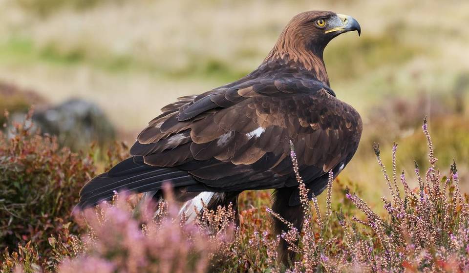 The most majestic bird in English history is coming back – £1 million funding has been approved to bring golden eagles back to these regions near Manchester