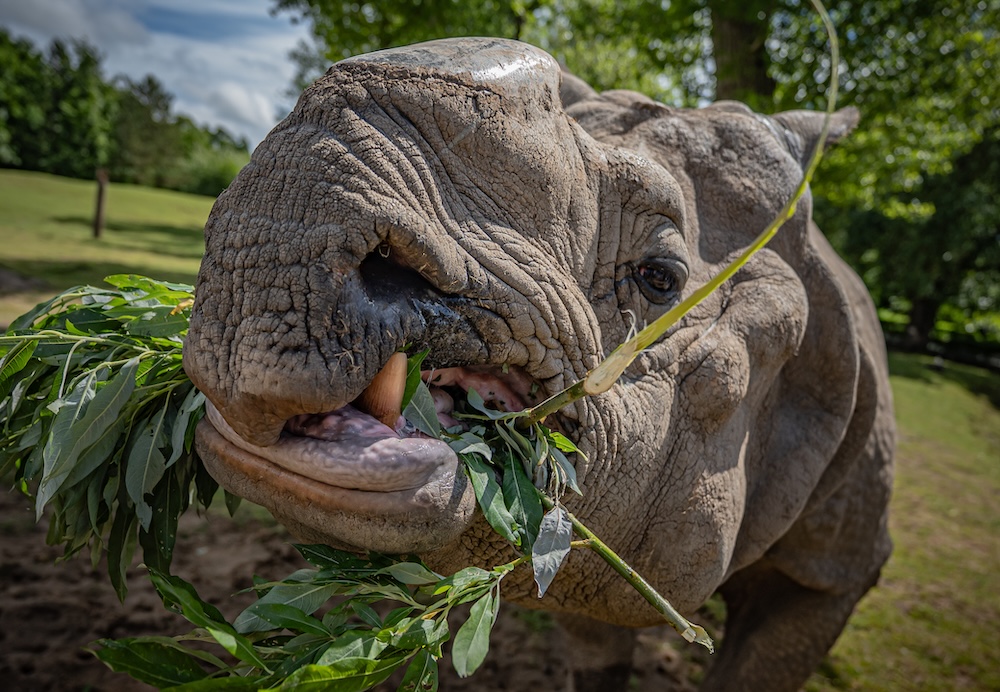 chester zoo rhino best zoo uk