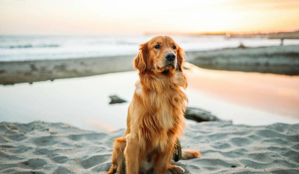 Planning a coastal walk? These North West beaches have new seasonal dog bans starting this week