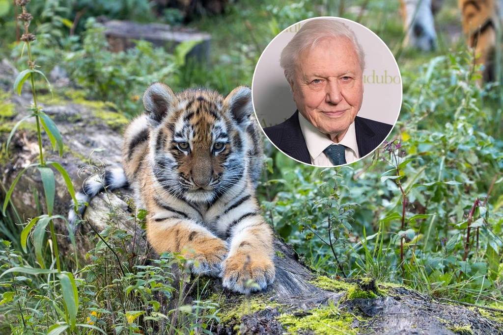 Davids go free: A safari park near Manchester is offering free entry this  Friday to celebrate Sir David Attenborough's 100th birthday