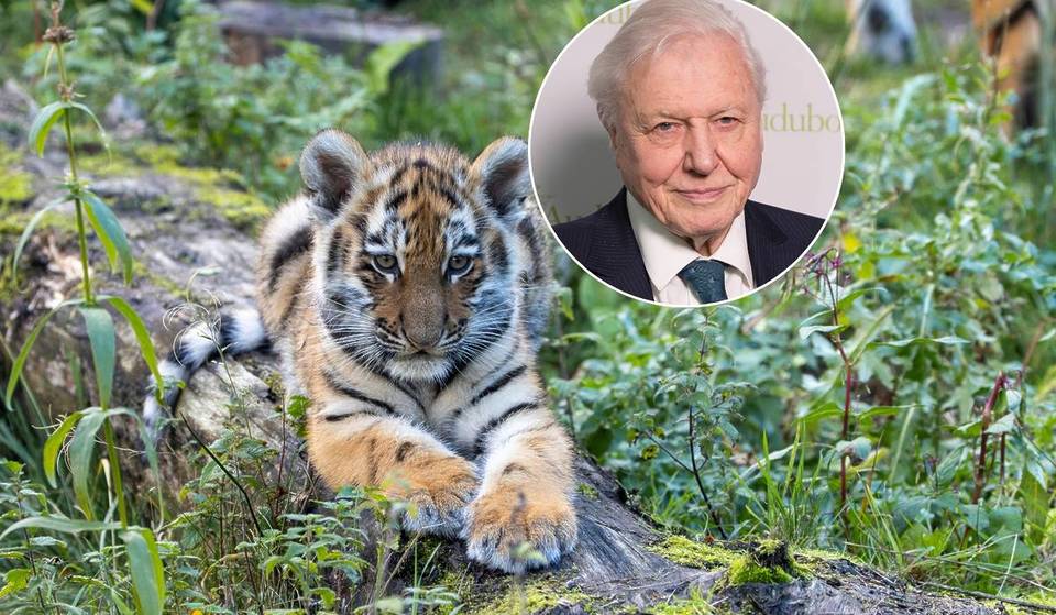 Davids go free: A safari park near Manchester is offering free entry  this Friday to celebrate Sir David Attenborough’s 100th birthday