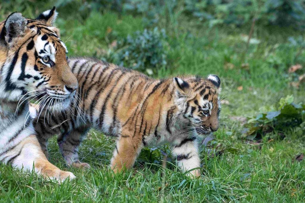 tigers walking through knowsley safari park in prescot, merseyside