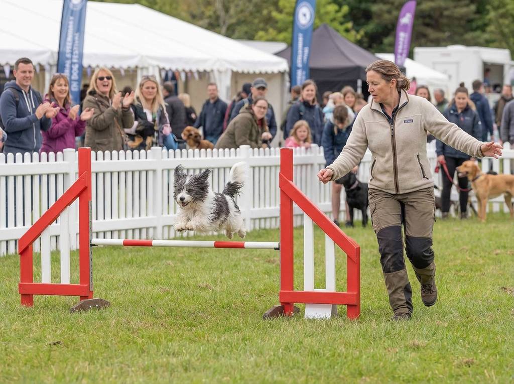 dog agility at dogfest tatton park