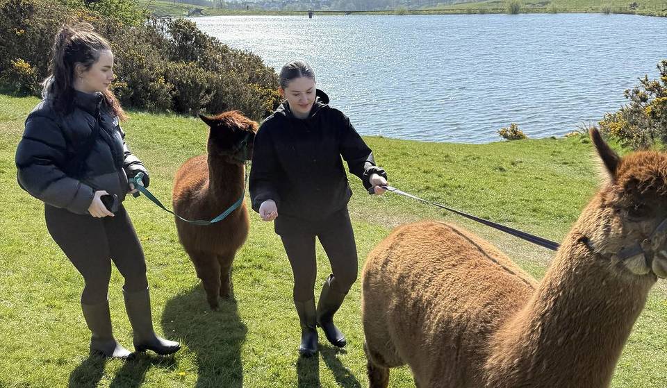 A hidden farm just outside Manchester offers a hands-on experience where you can walk alpacas and feed goats for just £25