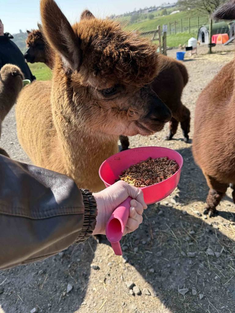 alpaca being fed