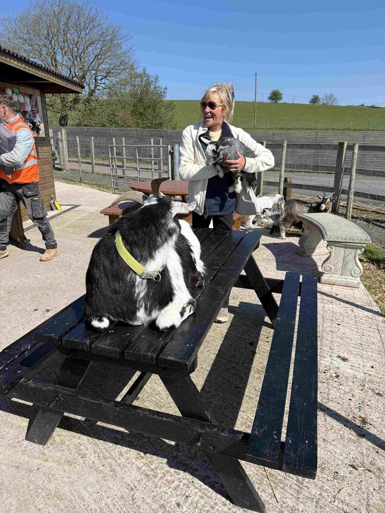 goats on bench at meadowcroft farm