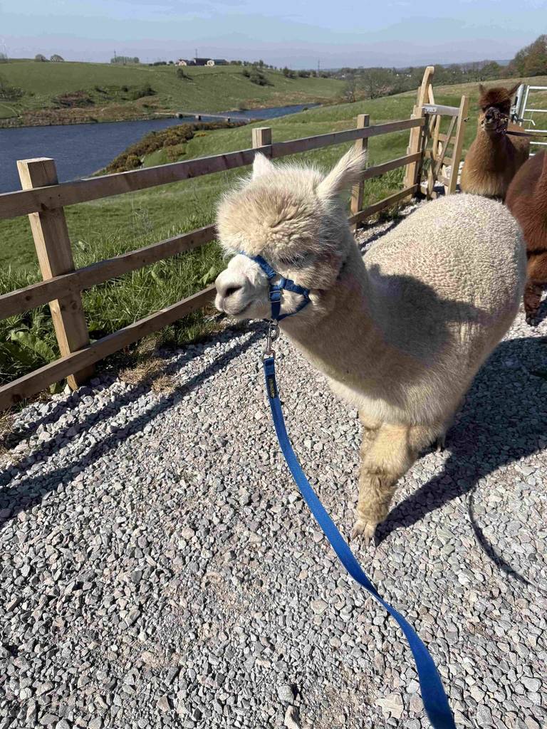 white alpaca