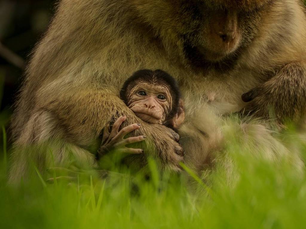 trentham monkey forest baby barbary macaques born