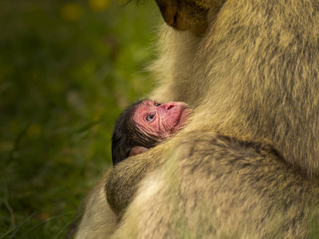 trentham monkey forest baby barbary macaques born