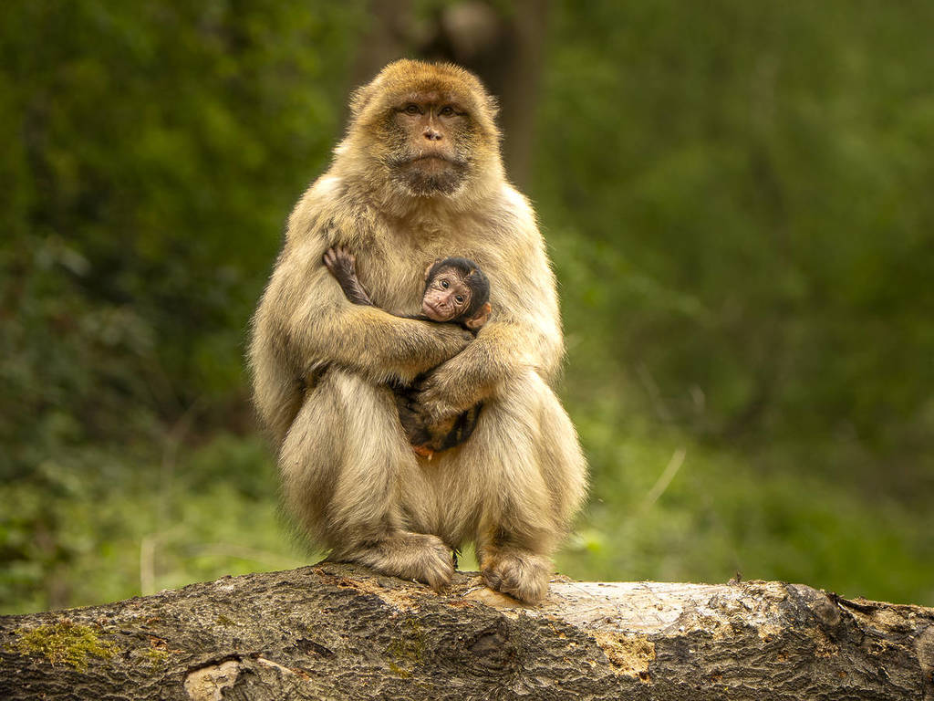 trentham monkey forest baby barbary macaques born