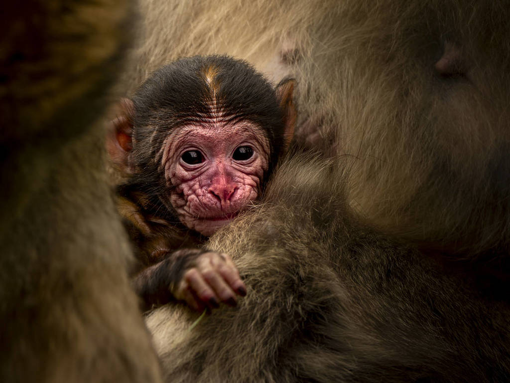 trentham monkey forest baby barbary macaques born