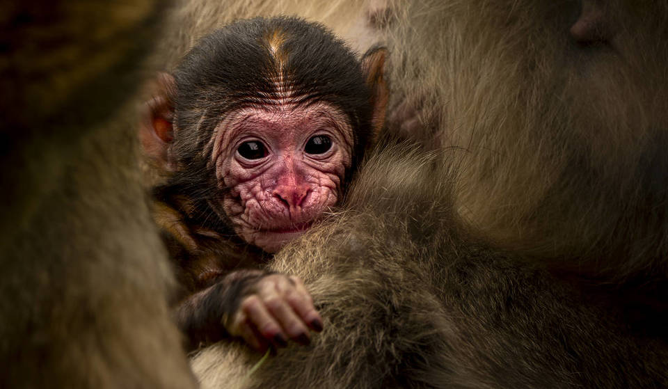 Four endangered baby Barbary macaques have been born in the treetops at the UK’s only dedicated monkey forest, under 1.5 hours from Manchester – here’s how you can see them up close