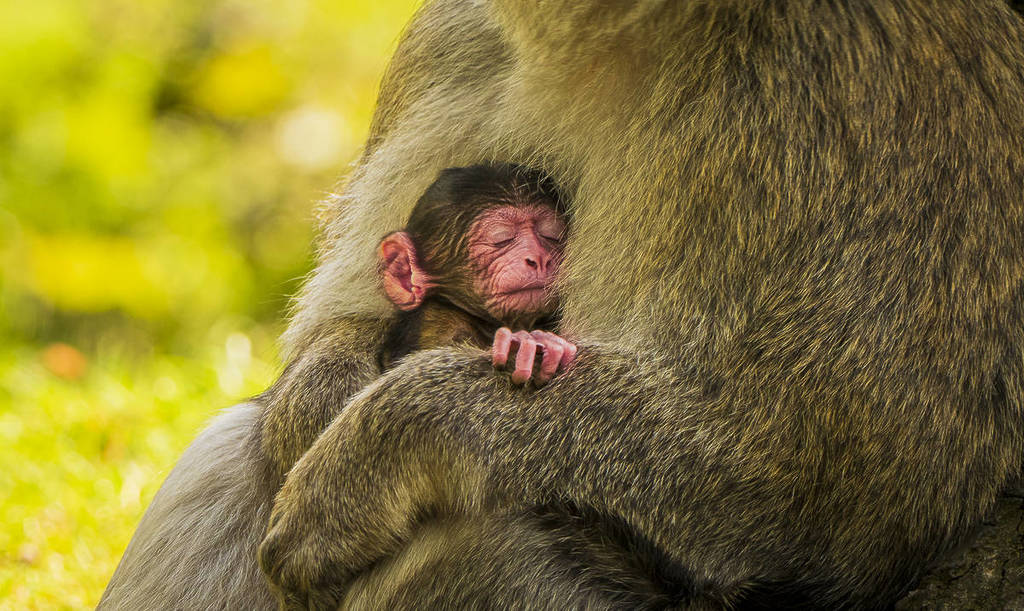 trentham monkey forest baby barbary macaques born