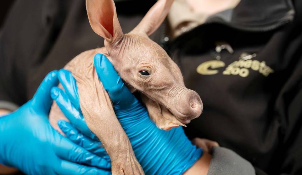 Chester Zoo has officially welcomed the UK’s only baby aardvark since 2024 – zookeepers had to step in to bottle-feed the newborn