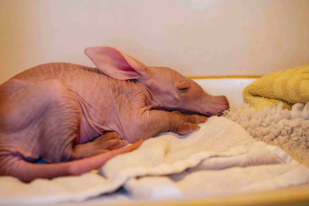 baby aardvark sleeping