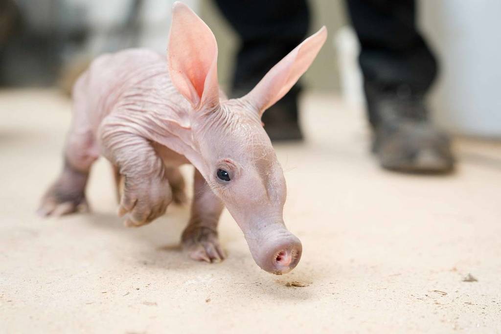 tiny aardvark calf walking