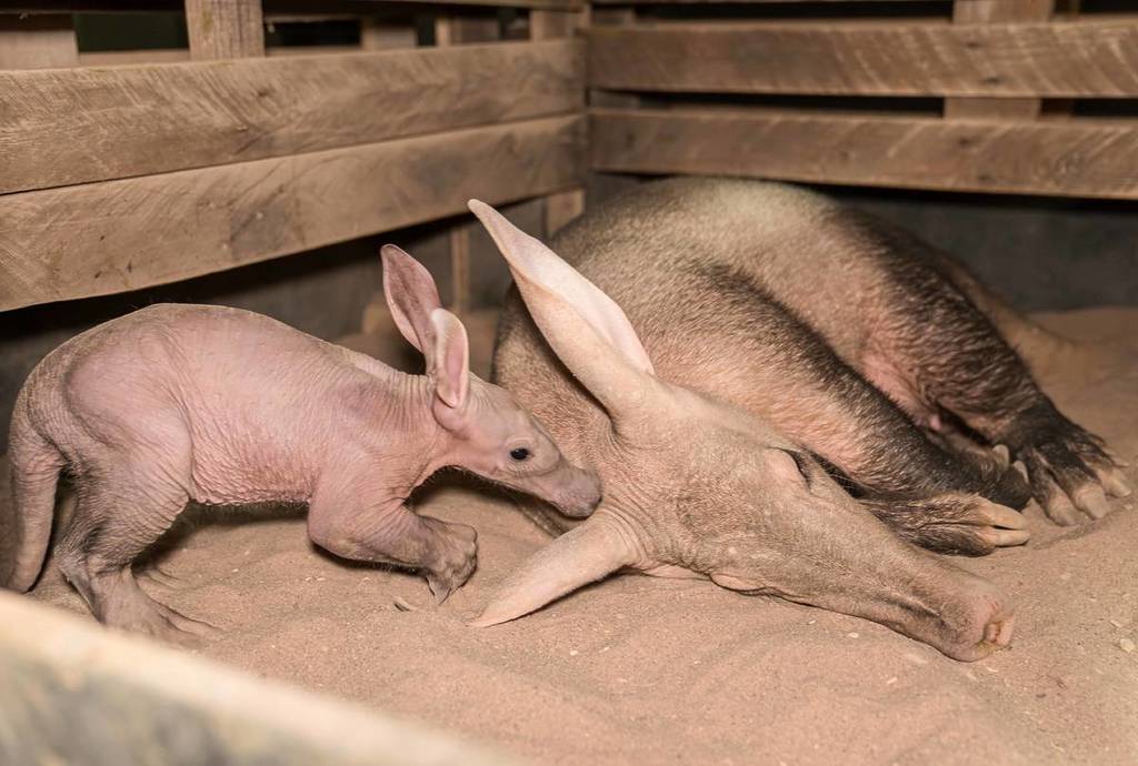 baby aardvark womble next too sleeping mum ooni